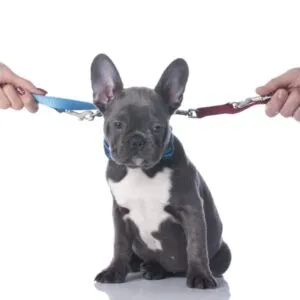 pets and divorce