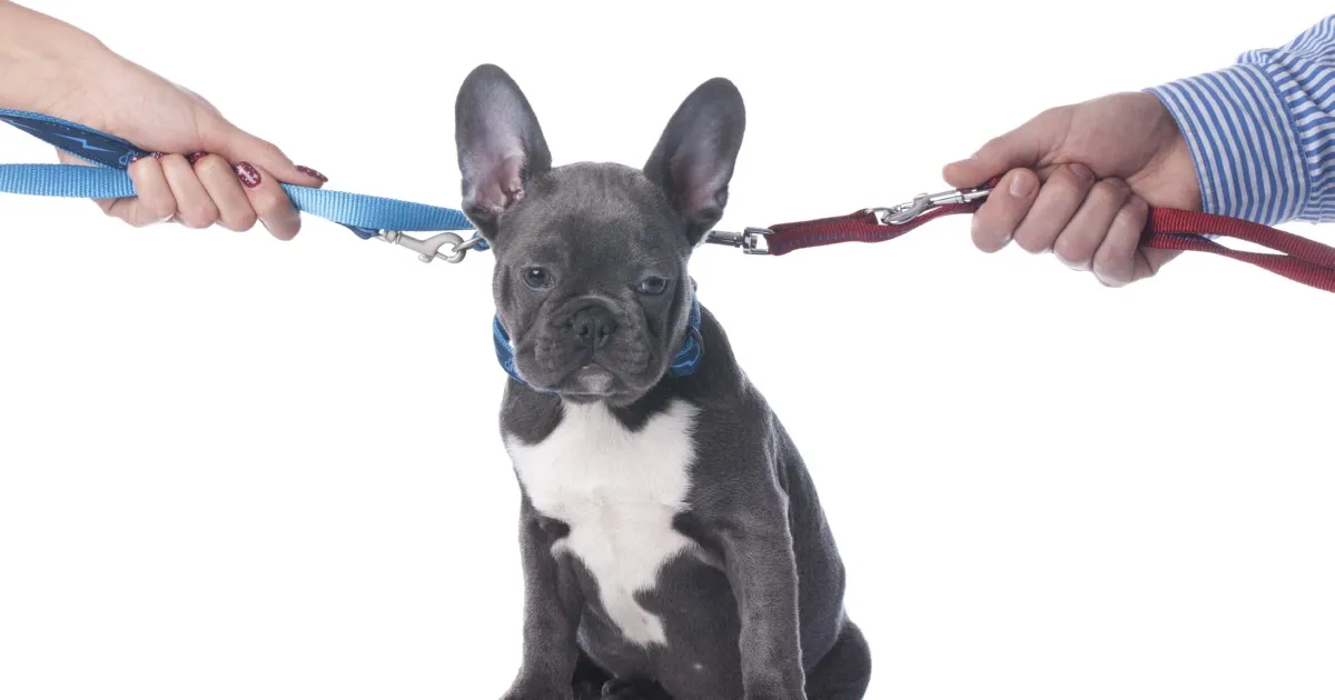 pets and divorce law